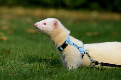 Ein Frettchen posiert stolz mit einem Geschirr, auf dem sein Name gedruckt ist