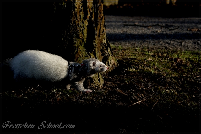 Ein fröhliches Frettchen erkundet den Park während eines Fotoshootings.