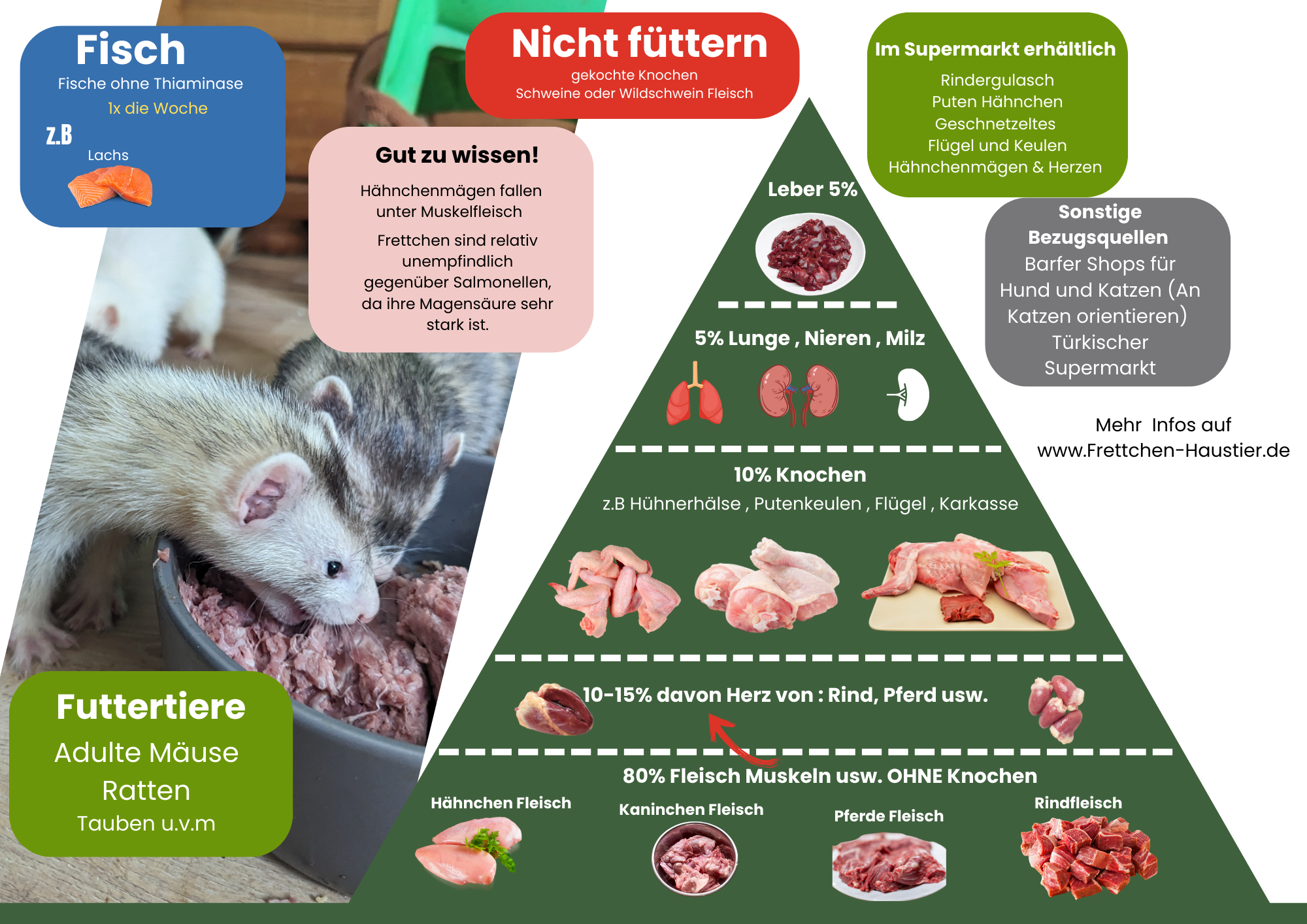 Frettchen Ernährung - Übersicht